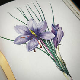 3981 the plant hunters atlas ambra edwards illustration5