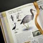 3925 birds of north america american museum of natural history illustration6