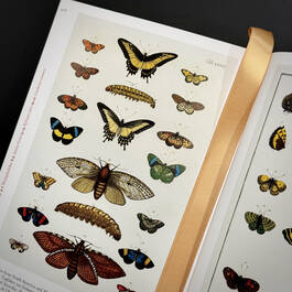 3844 cabinet of natural curiosities seba satin ribbon2