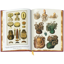 Cabinet of Natural Curiosities 3844 f sp04