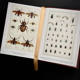 3844 cabinet of natural curiosities seba satin ribbon1