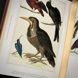 3844 cabinet of natural curiosities seba illustration4