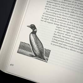 3998068 on the origin of species&nbsp; charles darwin illustration3