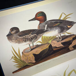3975 the birds of america audubon illustration7