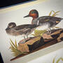 3975 the birds of america audubon illustration7