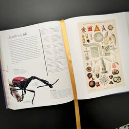 3924 micro life smithsonian satin ribbon4