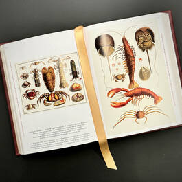 3844 cabinet of natural curiosities seba satin ribbon9