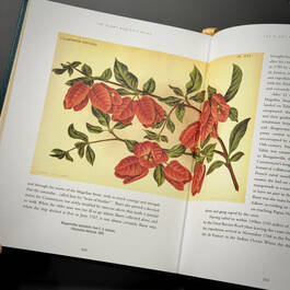 3981 the plant hunters atlas ambra edwards illustration2