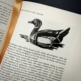 3998068 on the origin of species&nbsp; charles darwin illustration8