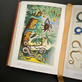 3844 cabinet of natural curiosities seba illustration3