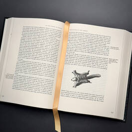 3998068 on the origin of species&nbsp; charles darwin satin ribbon3