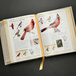 3925 birds of north america american museum of natural history illustration1