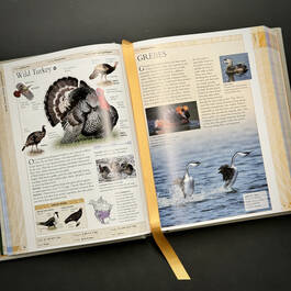 3925 birds of north america american museum of natural history illustration11