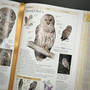 3925 birds of north america american museum of natural history illustration5