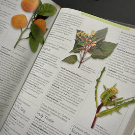 3861 encyclopedia of herbal medicine andrew chevallier page detail3