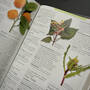 The Encyclopedia of Herbal Medicine, 3861 encyclopedia of herbal medicine andrew chevallier page detail3
