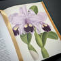 3981 the plant hunters atlas ambra edwards illustration1