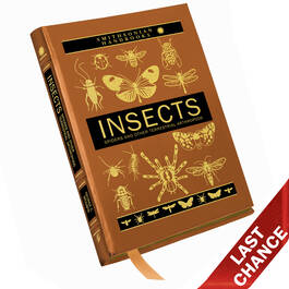 Insects 3973 b LQ