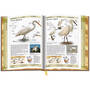 Birds of North America 3925 f 05