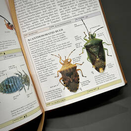 3973 Smithsonian Insects McGavin satin ribbon detail 3