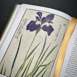 3981 the plant hunters atlas ambra edwards illustration6