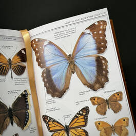 3973 Smithsonian Insects McGavin detail 1