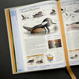 3925 birds of north america american museum of natural history illustration12