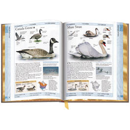 Birds of North America 3925 d 02