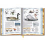 Birds of North America 3925 d 02
