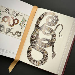 3844 cabinet of natural curiosities seba satin ribbon8