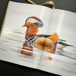 6525 flyaway of life tomas koeck illustration11