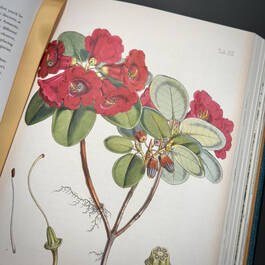 3981 the plant hunters atlas ambra edwards illustration12
