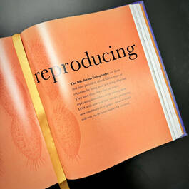 3924 micro life smithsonian satin ribbon3