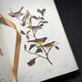 3975 the birds of america audubon satin ribbon