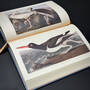 3975 the birds of america audubon illustration3
