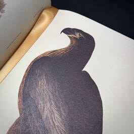 3975 the birds of america audubon illustration6