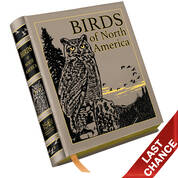 Birds of North America 3925 b LQ