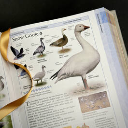 3925 birds of north america american museum of natural history  satin ribbon4