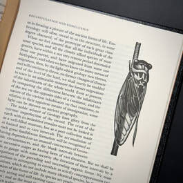 3998068 on the origin of species&nbsp; charles darwin illustration2