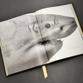 6525 flyaway of life tomas koeck illustration2