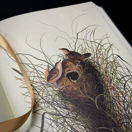 3975 the birds of america audubon illustration4