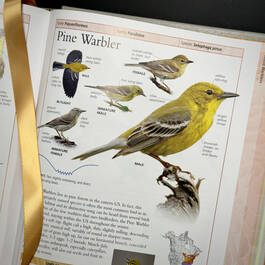 3925 birds of north america american museum of natural history illustration2