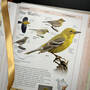 3925 birds of north america american museum of natural history illustration2
