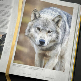 6525 flyaway of life tomas koeck illustration4