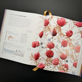 3924 micro life smithsonian illustration6