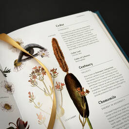 3976 flowers their meanings azoulay satin ribbon4