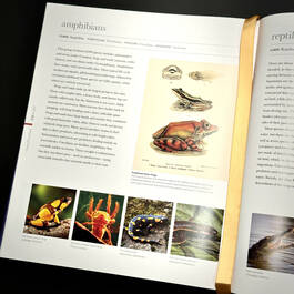 3924 micro life smithsonian illustration2