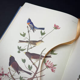 3975 the birds of america audubon illustration1
