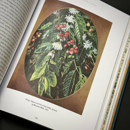 3981 the plant hunters atlas ambra edwards illustration3
