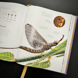 3924 micro life smithsonian illustration19